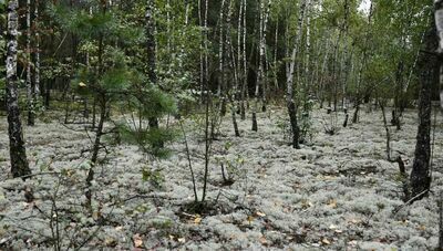 Nowy rezerwat w woj. lubelskim. Rzadkie gatunki porostów mają swoje miejsce