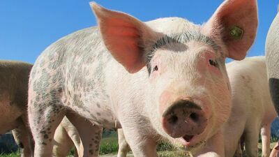 Zdjęcie ilustracyjne