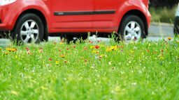 Lublin ul. Głęboka. Kwiecista łąka w miejscu tradycyjnego trawnika na pasie zieleni oddzielającym jezdnie 