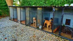 Ranne i z bliznami. Amstaffy szkolone do nielegalnych walk