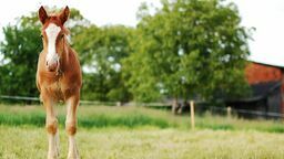 Źrebię wybiegło na drogę wprost pod jadącego motocyklistę