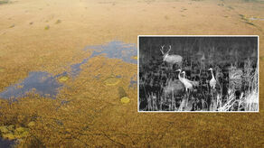 Jeleń spotyka żurawie na bagnach Poleskiego Parku Narodowego. A my możemy to oglądać