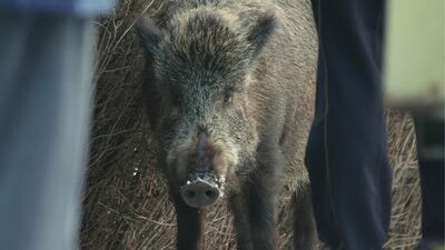 Lublin. Miejskie „polowanie” na dziki. Gdzie jest najwięcej zgłoszeń?