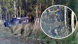 Lubelskie. Łoś wybiegł na drogę. Kierowca samochodu zginął na miejscu, pasażerka ranna