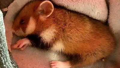 Młody chomik europejski trafił do Ośrodka w zeszłym tygodniu. 