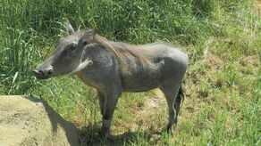 Samica guźca przyjechała do Zamościa latem z Munster. Samiec nie miał jeszcze sesji zdjęciowej