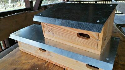 Łukowscy leśnicy chcą pomóc jerzykom 