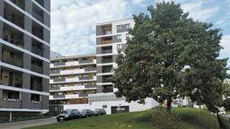 Miasto podjęło decyzję o ochronie drzewa i pozostawieniu go w obecnym miejscu