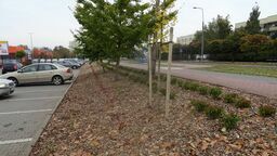 Puławy. Sadzą drzewa i krzewy. Tysiące nowych roślin