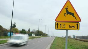W tym roku na al. Jana Pawła II w Świdniku doszło do 15 zdarzeń drogowych z udziałem zwierząt