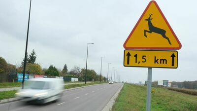 W tym roku na al. Jana Pawła II w Świdniku doszło do 15 zdarzeń drogowych z udziałem zwierząt