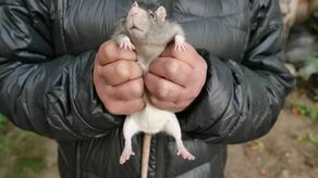 Klusia ma dwie klatki. Mniejszą kupioną za 89 złotych i większą; znalezioną. – To prawdziwy apartamentowiec – śmieje się pani Anna. – Są trzy piętra. Może sobie hasać do woli – dodaje pan Marek