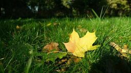 Łuków. Mieszkaniec pyta o grabienie liści