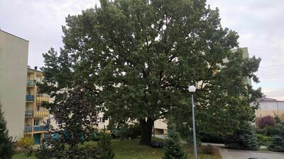 Dąb znajdujący się przy ulicy Agatowej 20