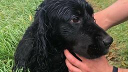 Biała Podlaska: Strażacy wyciągnęli psa z rzeki 