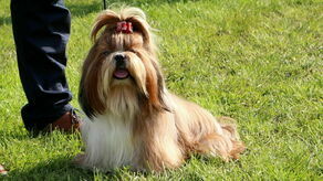 W Wąwolnicy prezentuje się 611 rasowych psów z całego kraju. Wśród nich nie brakuje złotych medalistów, czempionów w swoich kategoriach