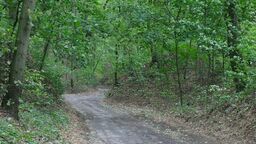 Wyszła na grzyby i nie wróciła do domu. Tragiczny finał poszukiwań