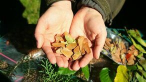 Święto Drzewa w Ogrodzie Botanicznym