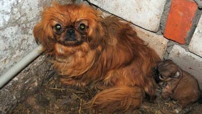 Ponad 20 psów było przetrzymywanych w skandalicznych warunkach