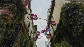 Niech się pnącza pną do góry. Jakie rosną najszybciej?