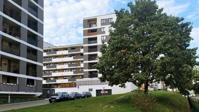 Urzędnicy przekonują, że projekt zakładający wycinkę dębu, jednego z nielicznych w tej okolicy dużych drzew, był przemyślany. Nie wykluczają jednak jego modyfikacji