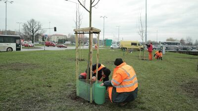 W Lublinie posadzą 829 nowych drzew. Znamy lokalizacje