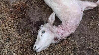 Bezkarność. Myśliwi na polowaniu mogą wszystko?