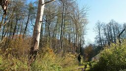 Lubelskie. Ponad 100 drzew do wycinki? Ma to związek ze wczesnośredniowiecznym grodziskiem