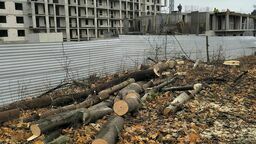 O tej wycince powiadomiła nas jedna z Czytelniczek, której żal jest usuniętych drzew. – Zasłaniały trwającą budowę – tłumaczy kobieta.