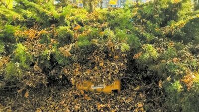 Zadbaj o spokojny sen jeży. W Zamościu ustawiono dla nich osiem domków