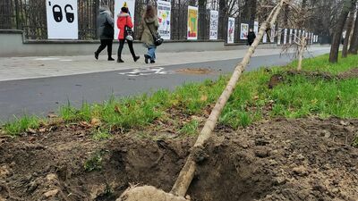 Wymiana drzew w Alejach Racławickich