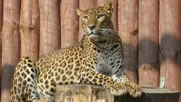 10-letni samiec pantery cejlońskiej zamienił już Zamość na Barcelonę