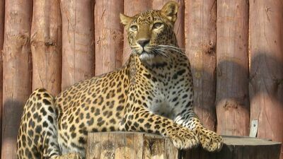 10-letni samiec pantery cejlońskiej zamienił już Zamość na Barcelonę