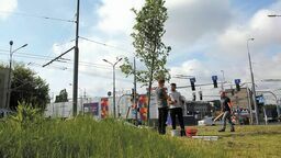 Pierwsze drzewa w ramach budżetu obywatelskiego sadzono w maju tego roku