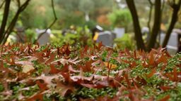 Sprzątanie cmentarza żydowskiego w Kraśniku. Każdy może pomóc