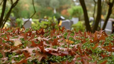 Sprzątanie cmentarza żydowskiego w Kraśniku. Każdy może pomóc