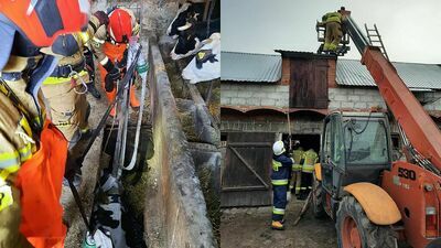 Lubelskie. Strażacy ratowali krowę, pod którą zawalił się strop [zdjęcia]