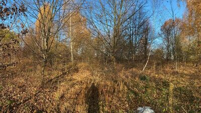 Budowa będzie prowadzona kosztem rosnących tu drzew. Inwestor stara się już o zgodę na ich usunięcie