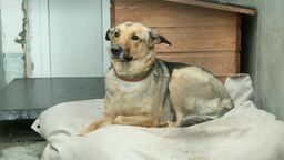 Schronisko dla bezdomnych zwierząt w Lublinie