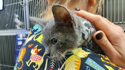 "Kokos" ma uszkodzony kręgosłup. Grozi mu paraliż