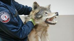 Skóra wilka, żółw stepowy w hummerze. Takie rzeczy na granicy