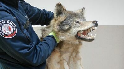 Skóra wilka, żółw stepowy w hummerze. Takie rzeczy na granicy