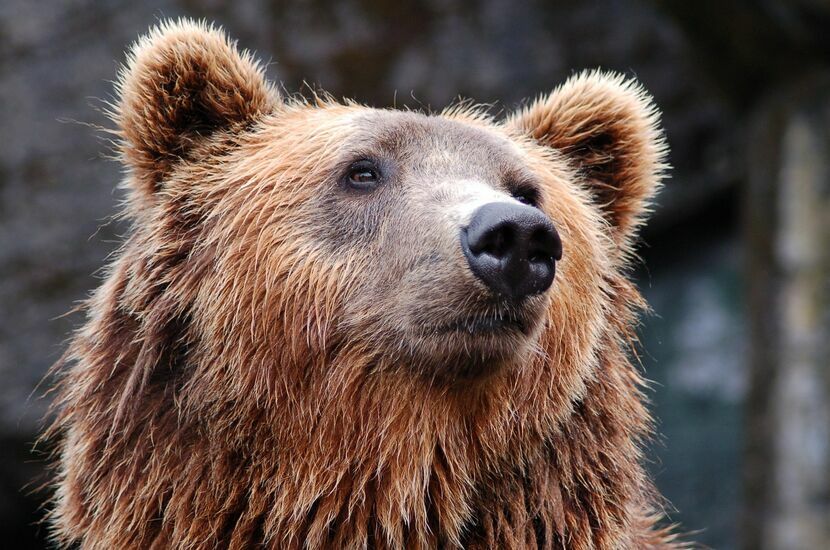 Na miejsca gawrowania niedźwiedź wybiera najczęściej wypróchniałe pnie starych, ogromnych drze