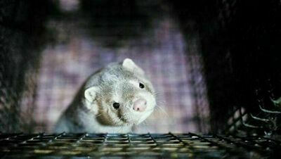 COVID-19 na fermie norek w Polsce. 25 tys. zwierząt 