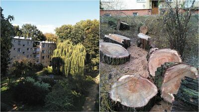 Mieszkańcowi żal drzew. Okazuje się, że spółdzielnia chciała wyciąć jeszcze więcej