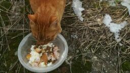 Rudy jest niewykastrowanym kocurem. Według jego opiekunki wcale nie jest duży, raczej drobny i młody. Na przedniej łapie ma zabliźnioną ranę