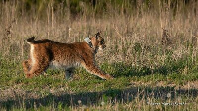 Ryś Horaj z Roztocza