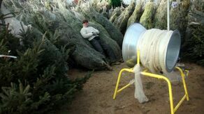 W Lublinie będą rozdawali za darmo choinki. Jest jeden warunek