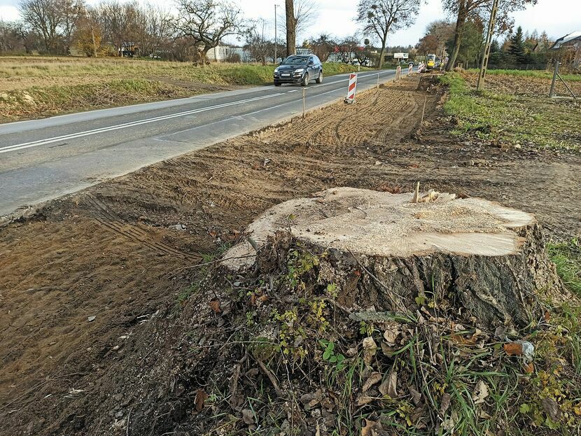 Zarząd Dróg Wojewódzkich nie ukrywa, że podczas remontu drogi na Nałęczów dojdzie do wycinek drzew. Na zdjęciu: wycinka w Sadurkach w 2020 roku przy okazji budowy chodnika
