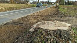Zarząd Dróg Wojewódzkich nie ukrywa, że podczas remontu drogi na Nałęczów dojdzie do wycinek drzew. Na zdjęciu: wycinka w Sadurkach w 2020 roku przy okazji budowy chodnika